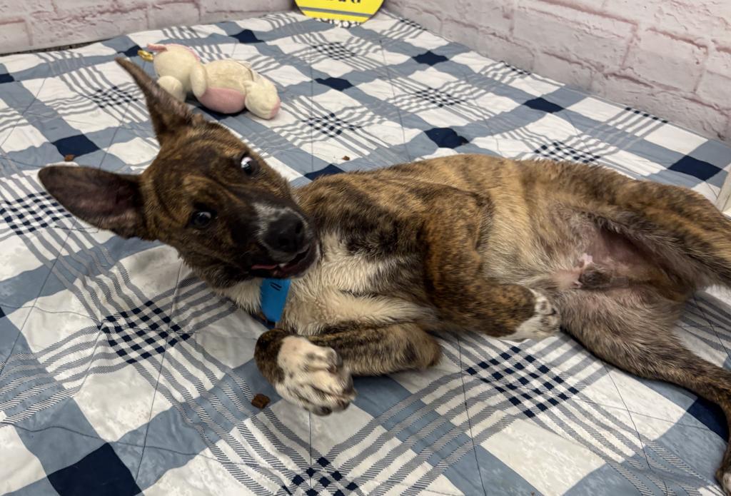 Enlarge Hiccup, a Adoptable mixed breed in Detroit, MI image 4/6