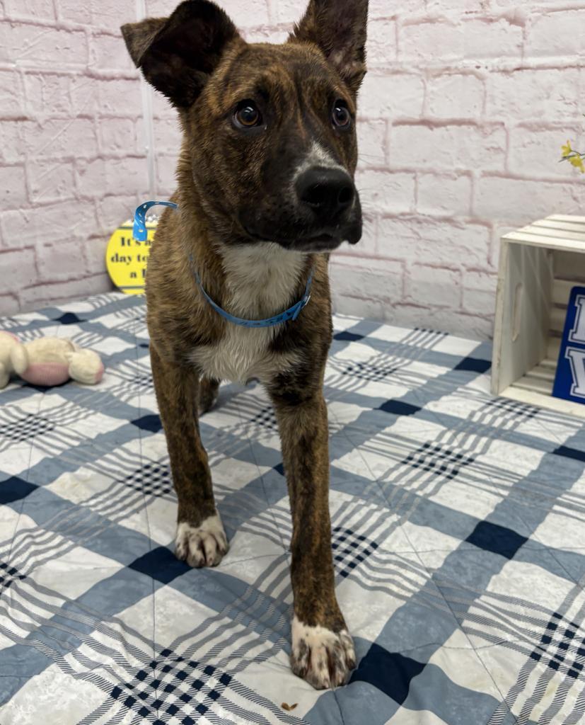 Enlarge Hiccup, a Adoptable mixed breed in Detroit, MI image 5/6