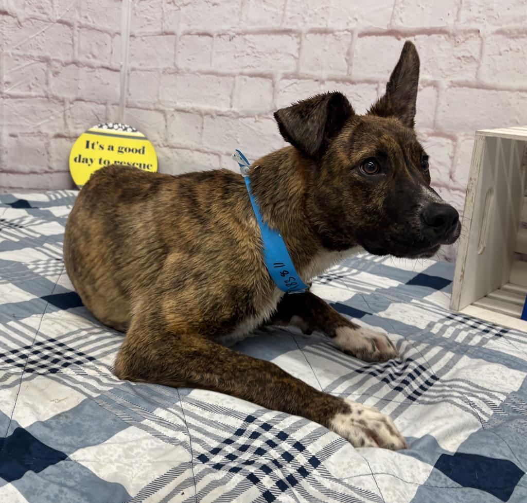 Enlarge Hiccup, a Adoptable mixed breed in Detroit, MI image 6/6