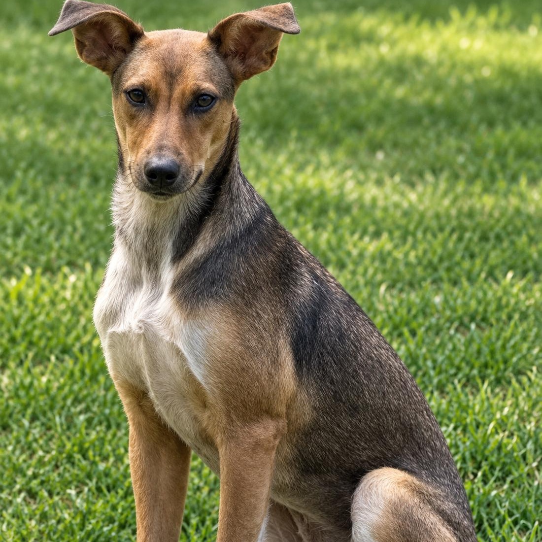 Enlarge Pecan, a Adoptable mixed breed in Brookeville, MD image 3/5
