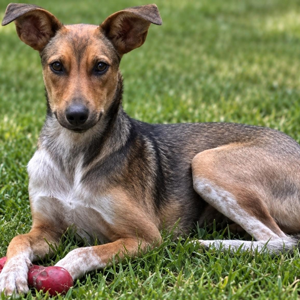 Enlarge Pecan, a Adoptable mixed breed in Brookeville, MD image 5/5
