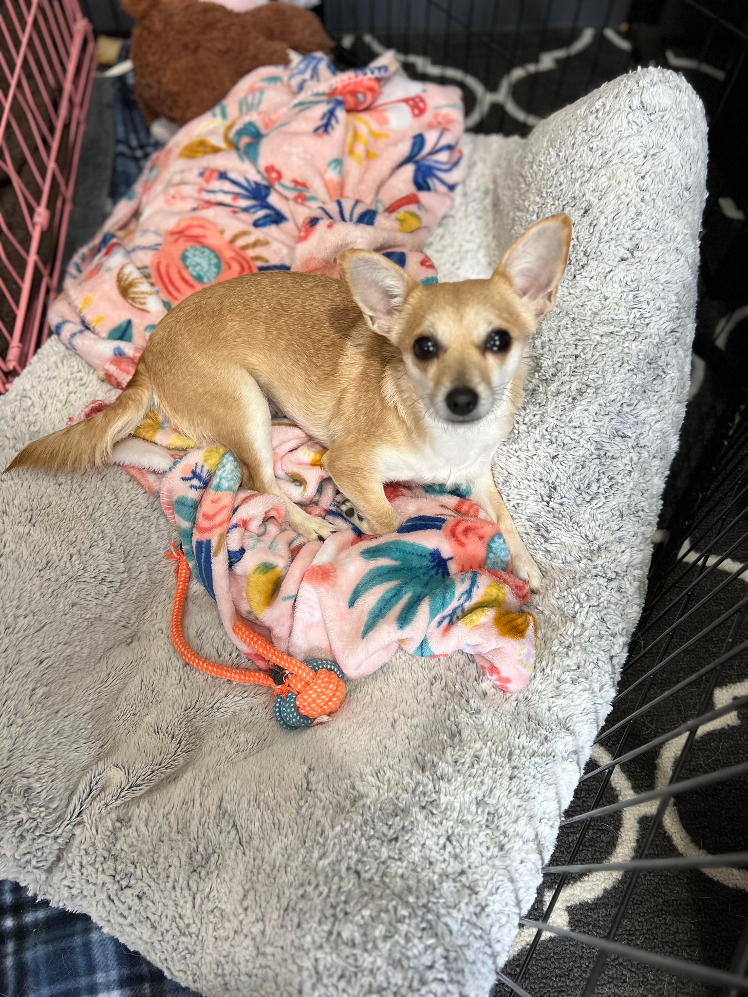 Brie, a Adopted Chihuahua in Richmond, KY image 1/6