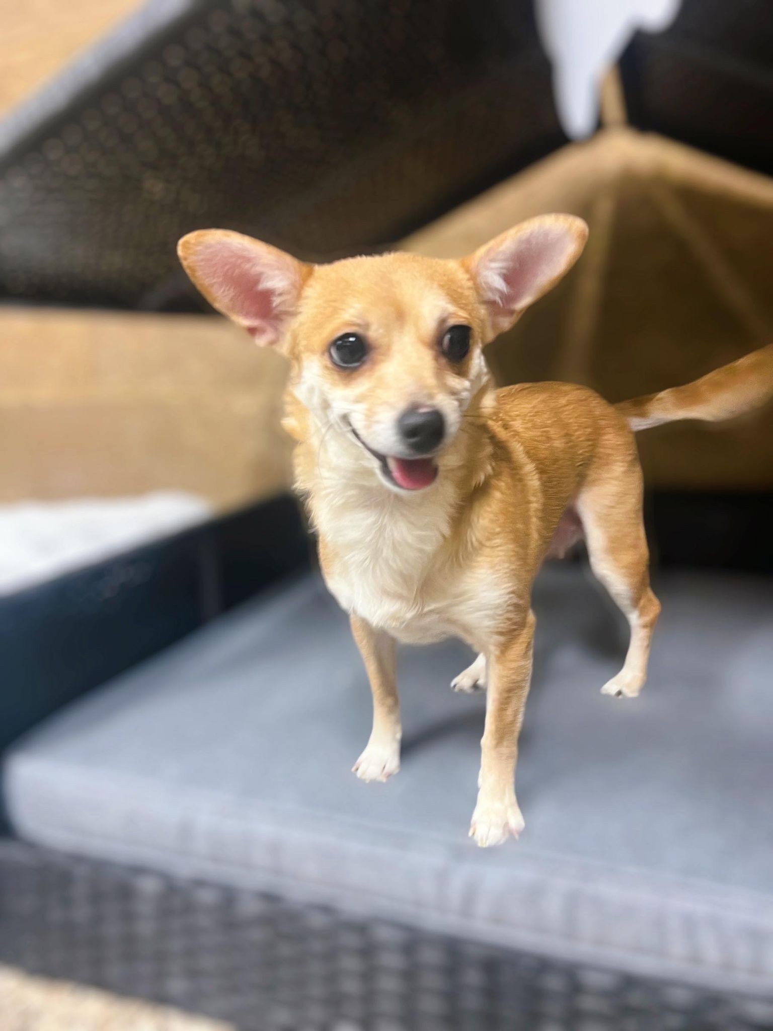 Brie, a Adopted Chihuahua in Richmond, KY image 2/6