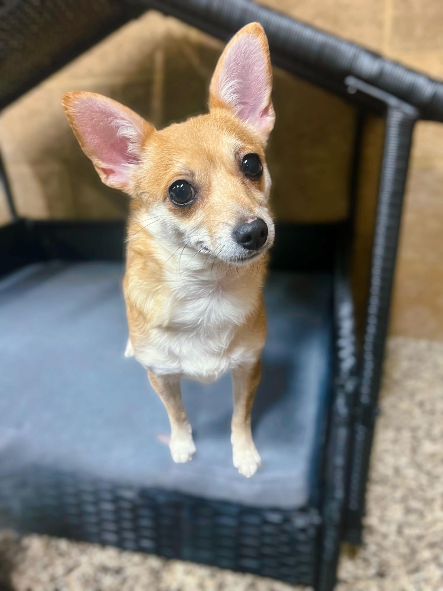 Brie, a Adopted Chihuahua in Richmond, KY image 3/6