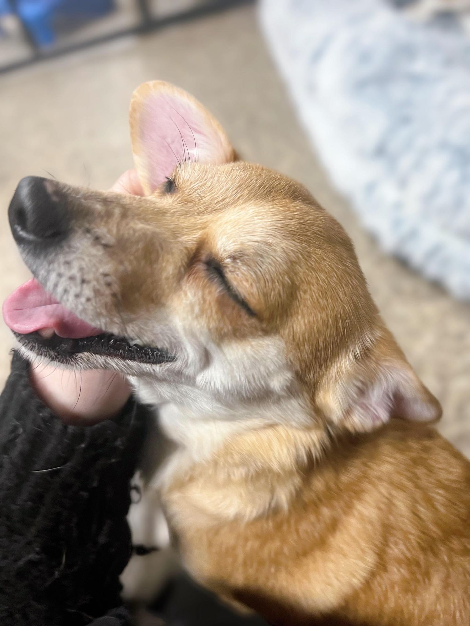 Brie, a Adopted Chihuahua in Richmond, KY image 5/6