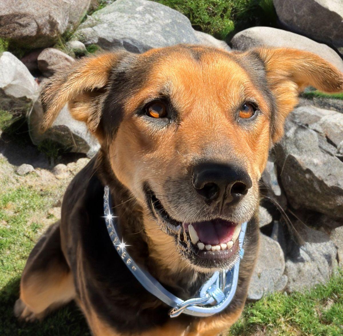 Bronson/mister, Adoptable, Adult Male Shepherd.