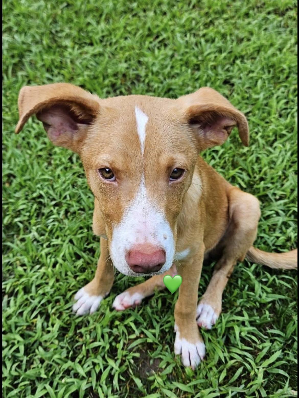 Enlarge Indy, a ADOPTABLE mixed breed in Pembroke, MA image 2/4