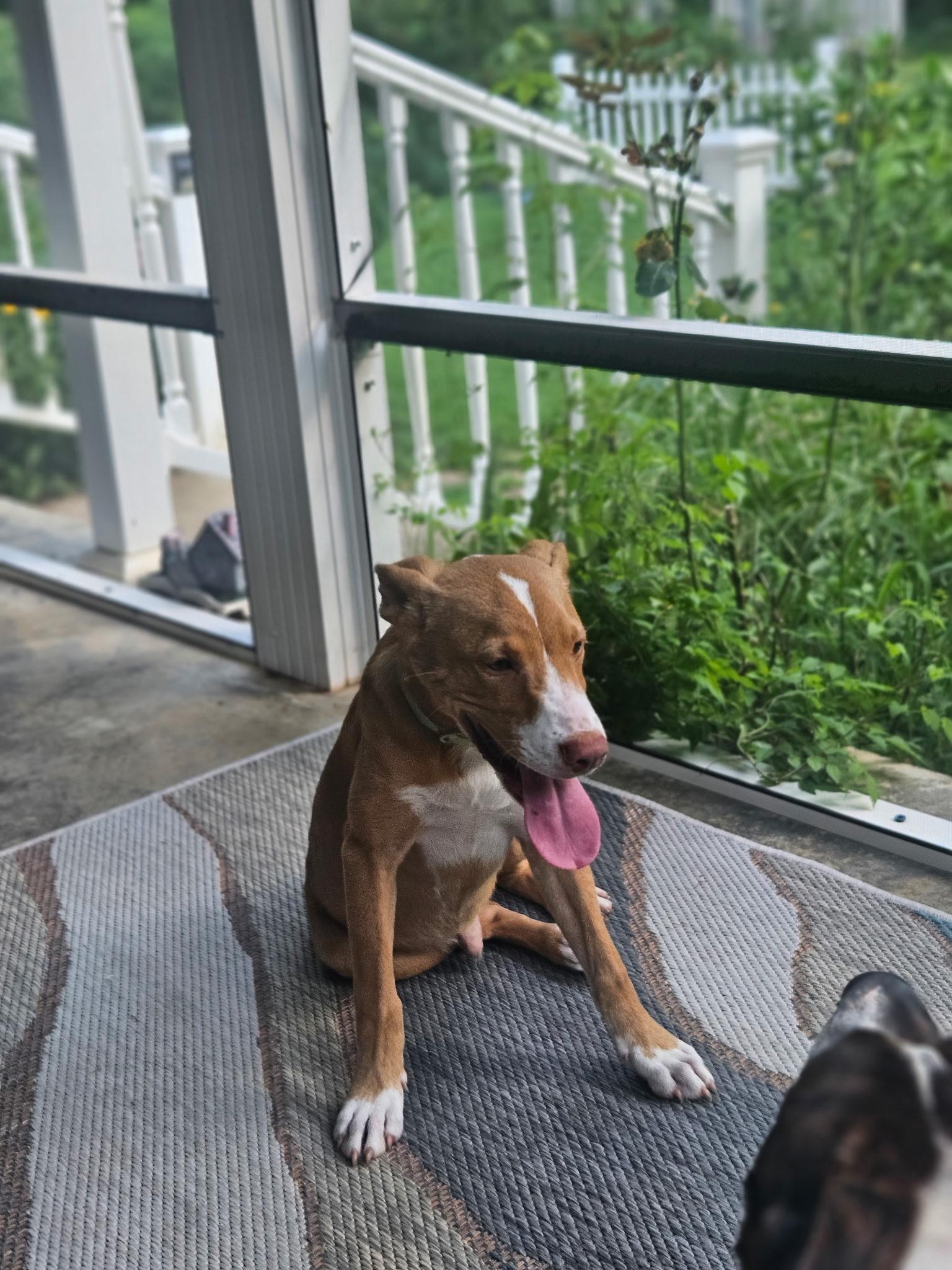 Enlarge Indy, a ADOPTABLE mixed breed in Pembroke, MA image 4/4