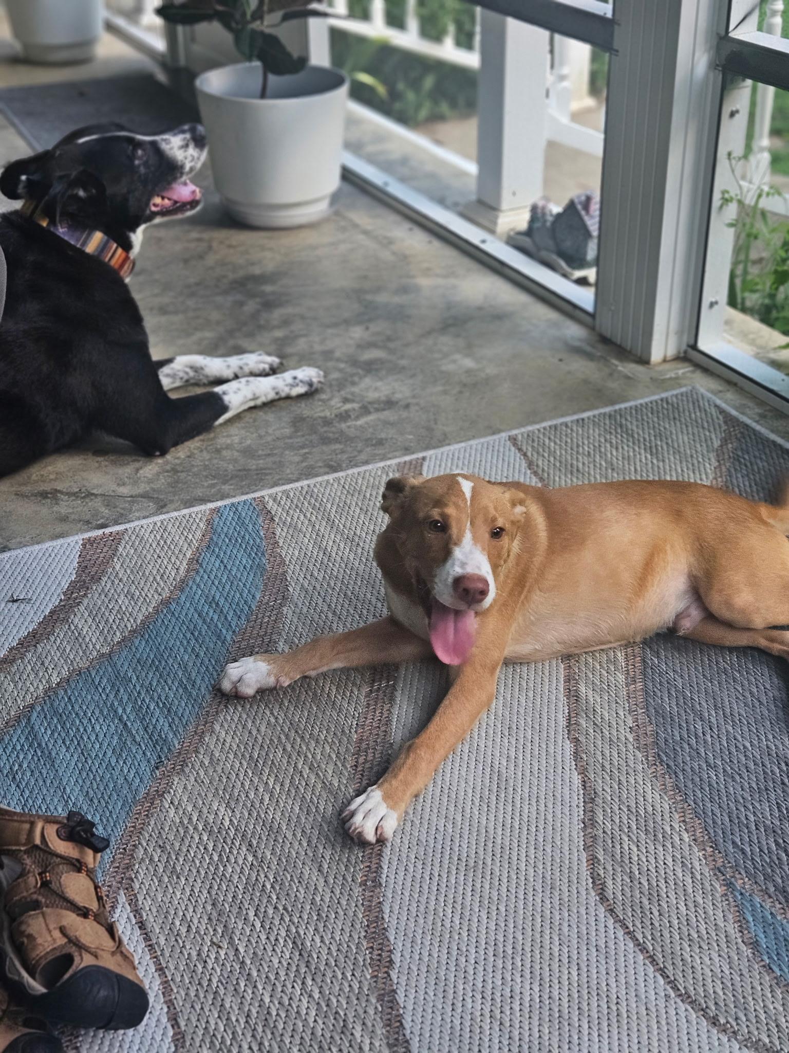 Enlarge Indy, a ADOPTABLE mixed breed in Pembroke, MA image 3/4