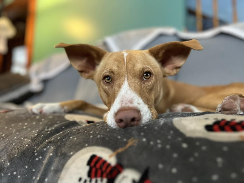 Enlarge Indy, a ADOPTABLE mixed breed in Pembroke, MA image 1/4