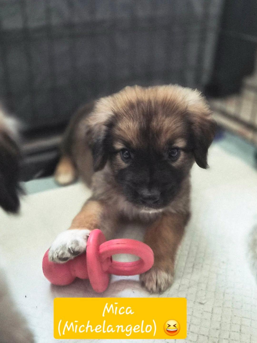 Mica, Adoptable, Puppy Female Cattle Dog & Great Pyrenees.