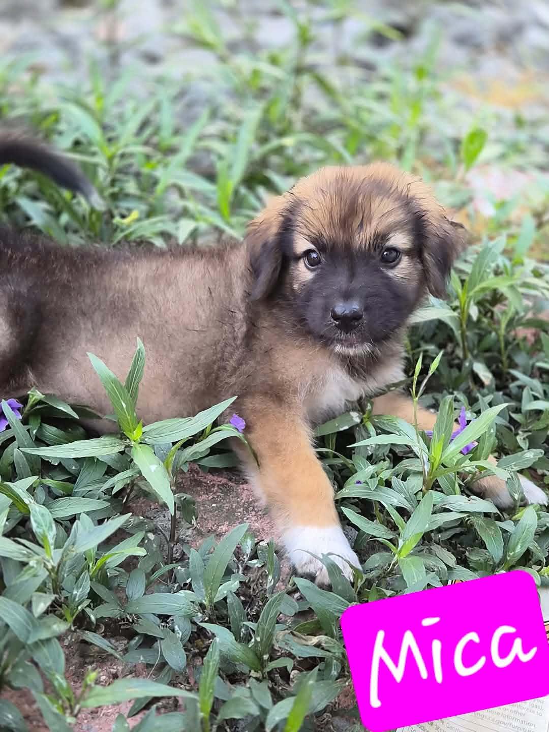 Enlarge Mica, a Adoptable mixed breed in Gainesville, VA image 2/5