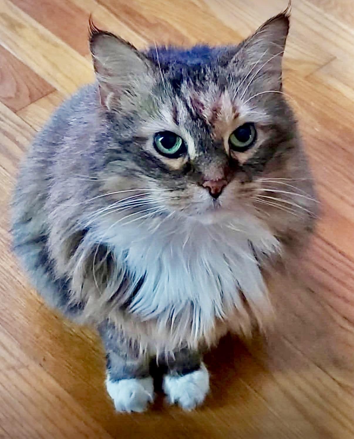 Enlarge Trinity, a Adoptable mixed breed in Georgetown, KY image 1/6
