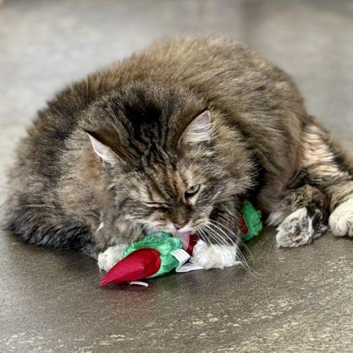 Trinity, a Adoptable mixed breed in Georgetown, KY image 1/5