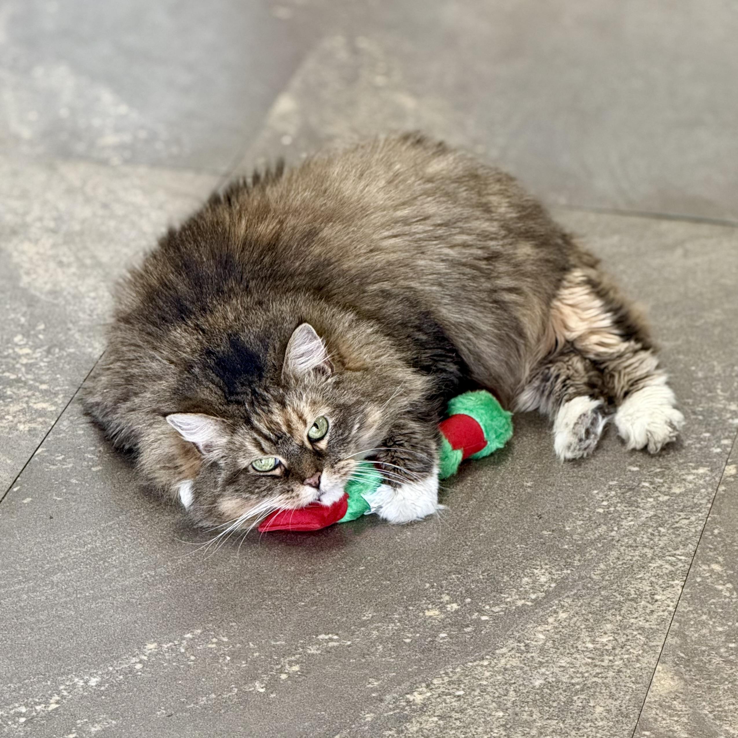 Enlarge Trinity, a Adoptable mixed breed in Georgetown, KY image 2/6