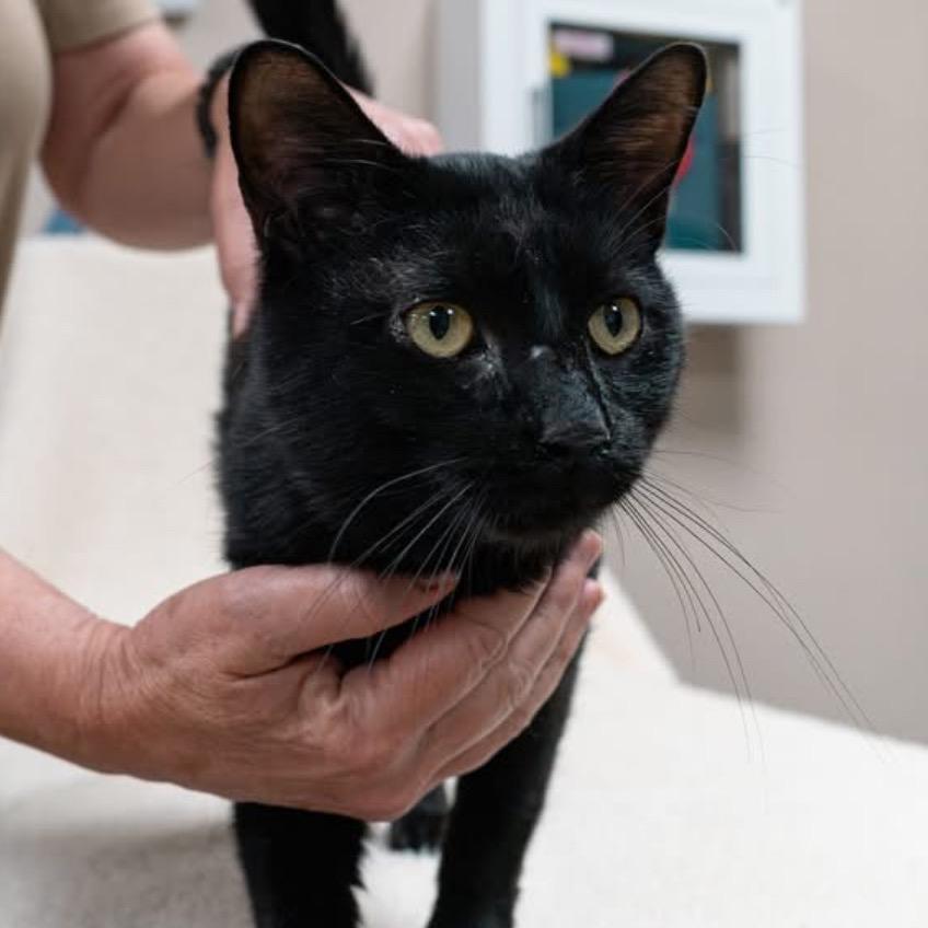 Cicero, a Adoptable Domestic Short Hair in Marion, IL image 2/4