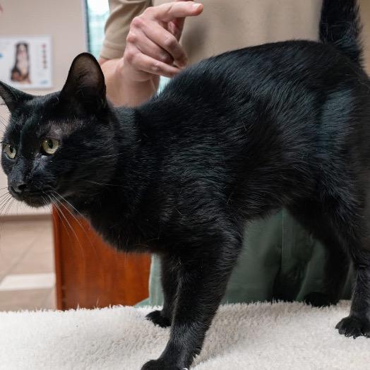 Cicero, a Adoptable Domestic Short Hair in Marion, IL image 4/4