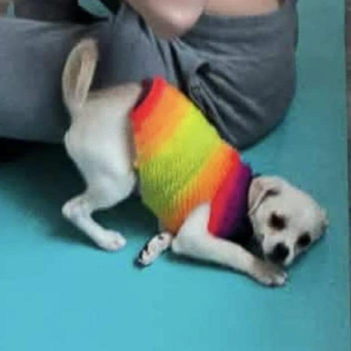 SNOW FLAKE, Adoptable, Puppy Female Terrier & Chihuahua.