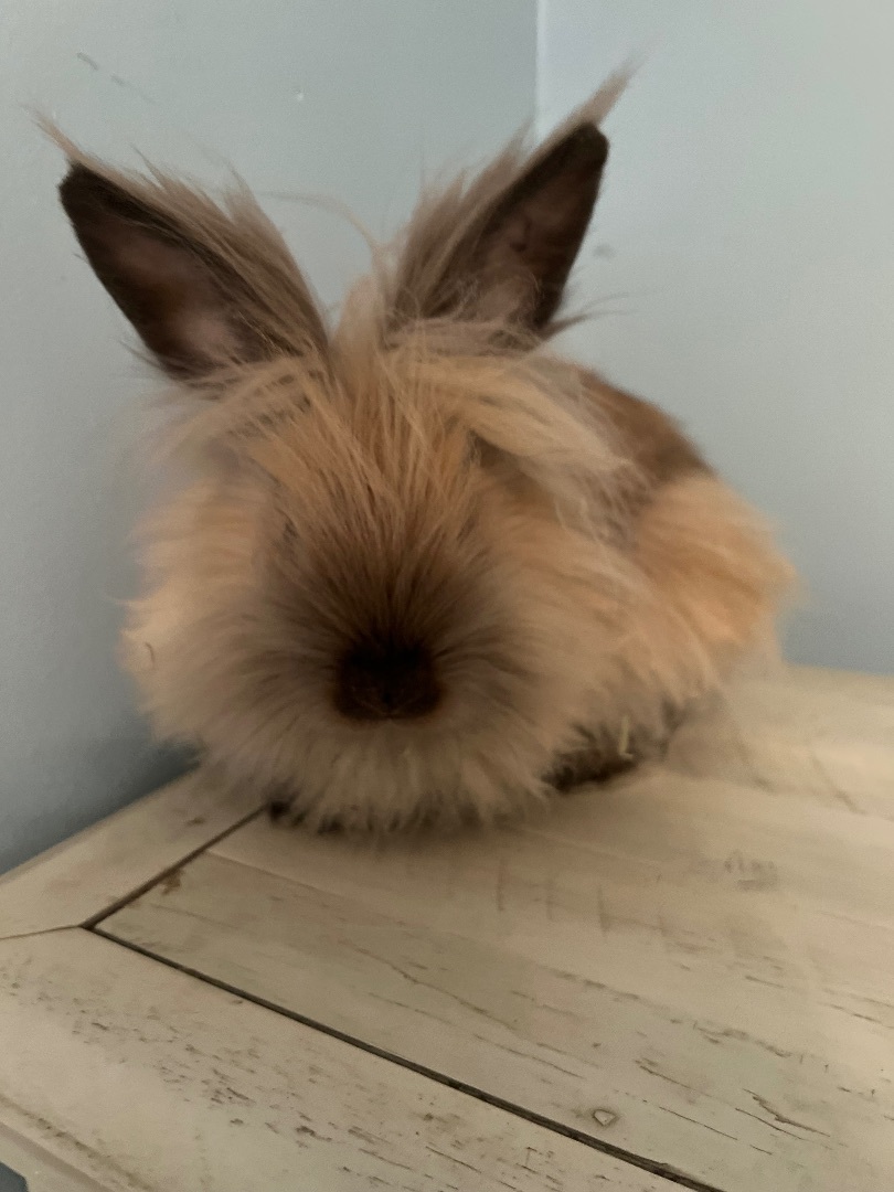 Dagoberto, Adopted, Young Male Angora Rabbit.