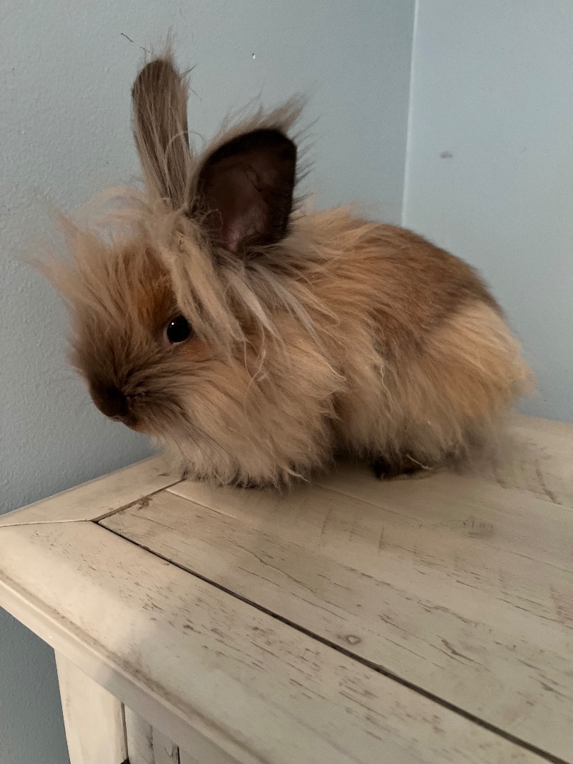 Enlarge Dagoberto, a Adopted Angora Rabbit in Naperville, IL image 2/2