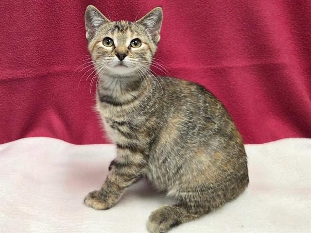 ATHENA, Adoptable, Kitten Female Domestic Short Hair.