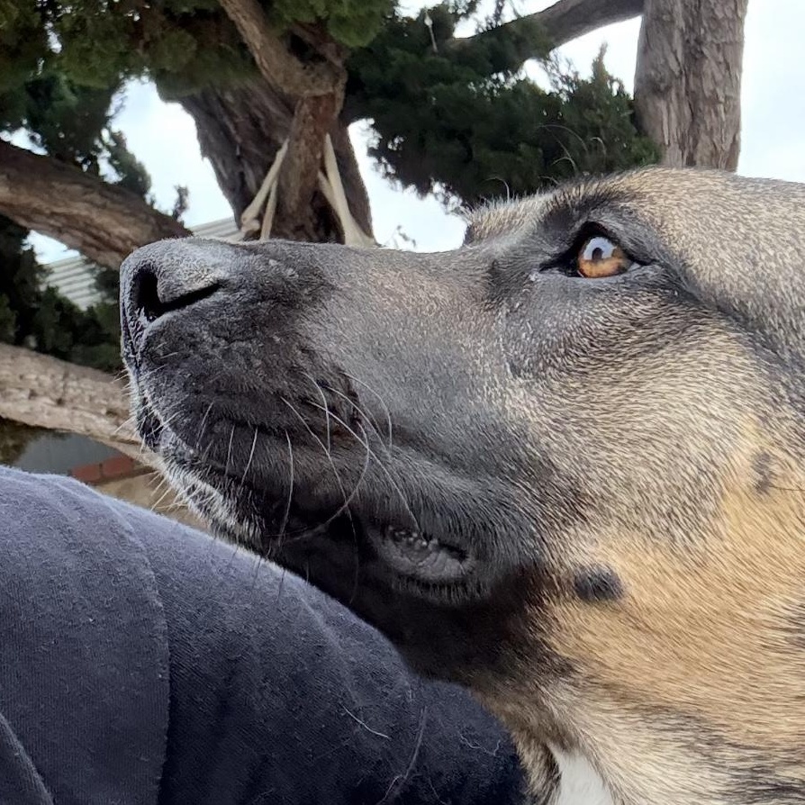 Cookie, a Adoptable mixed breed in Whittier, CA image 2/3