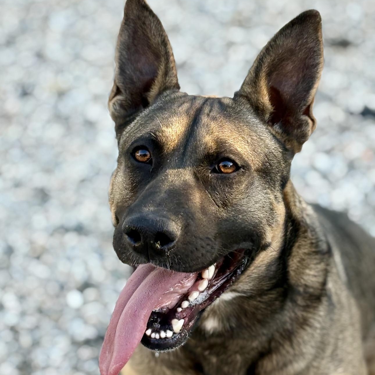 Cookie, a Adoptable mixed breed in Whittier, CA image 3/3