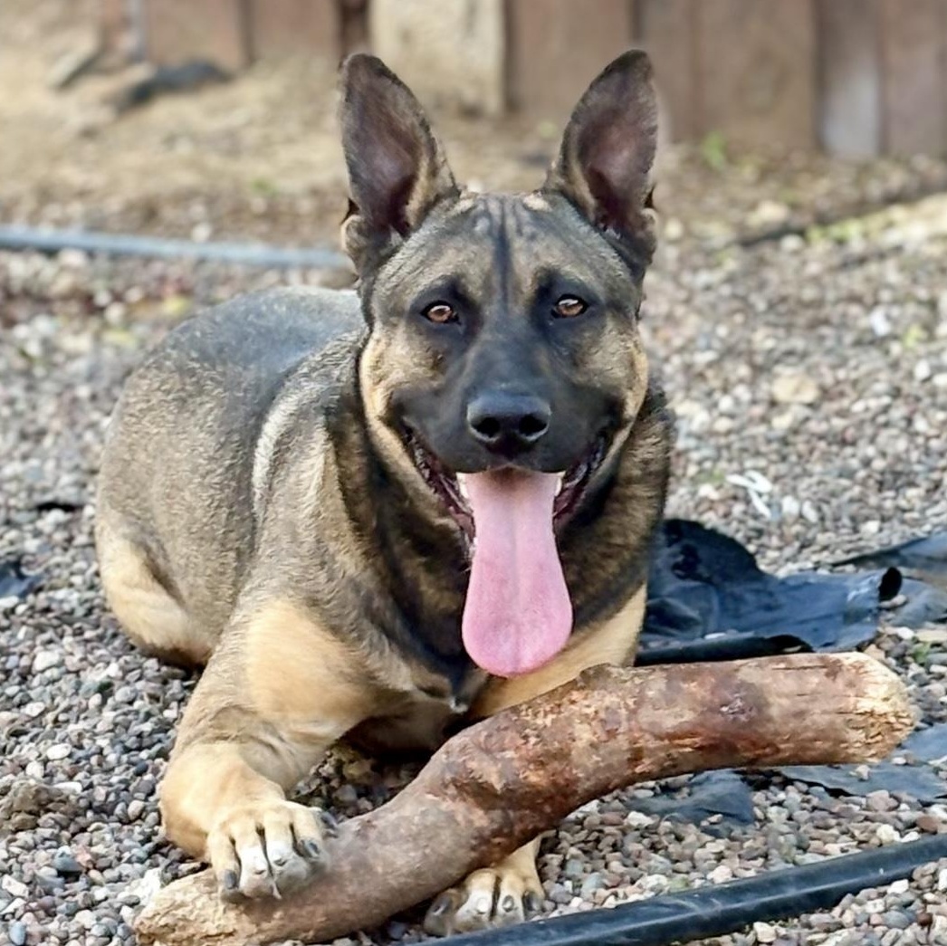 Cookie, Adoptable, Young Female Belgian Shepherd / Malinois & Dutch Shepherd.