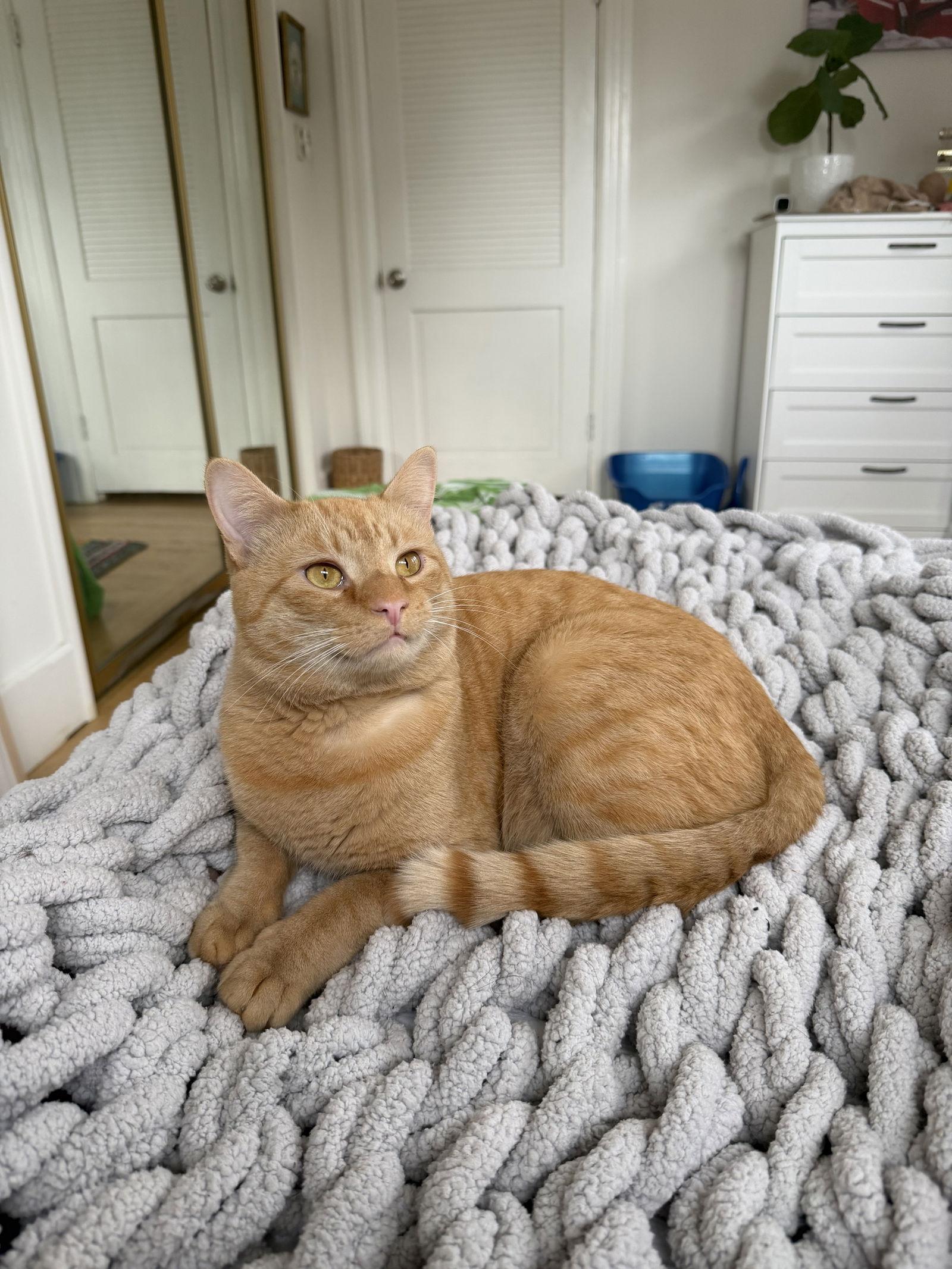 Tigger, Adoptable, Adult Male Domestic Short Hair & Tabby.