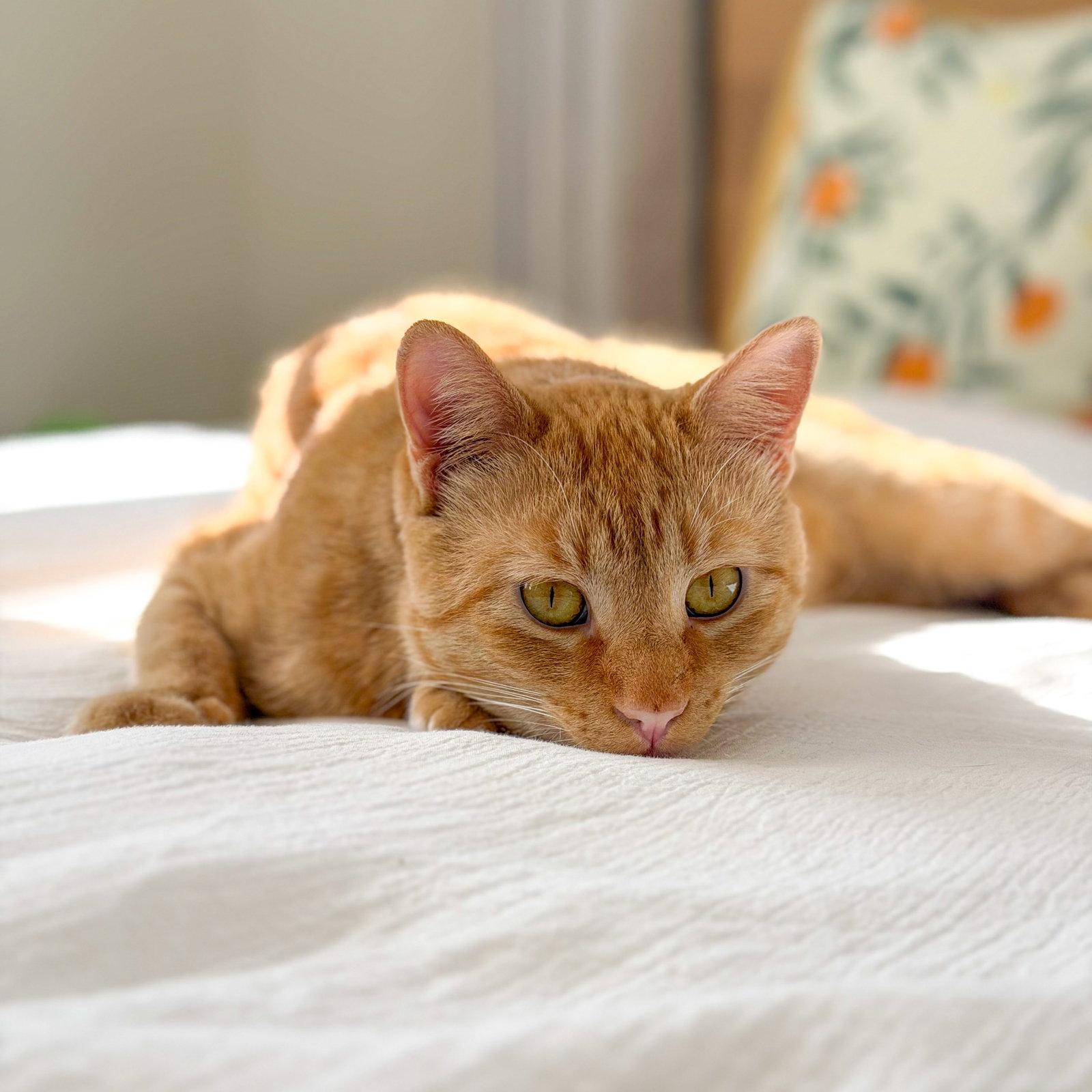 Enlarge Tigger, a Adopted mixed breed in Oakland, CA image 2/3