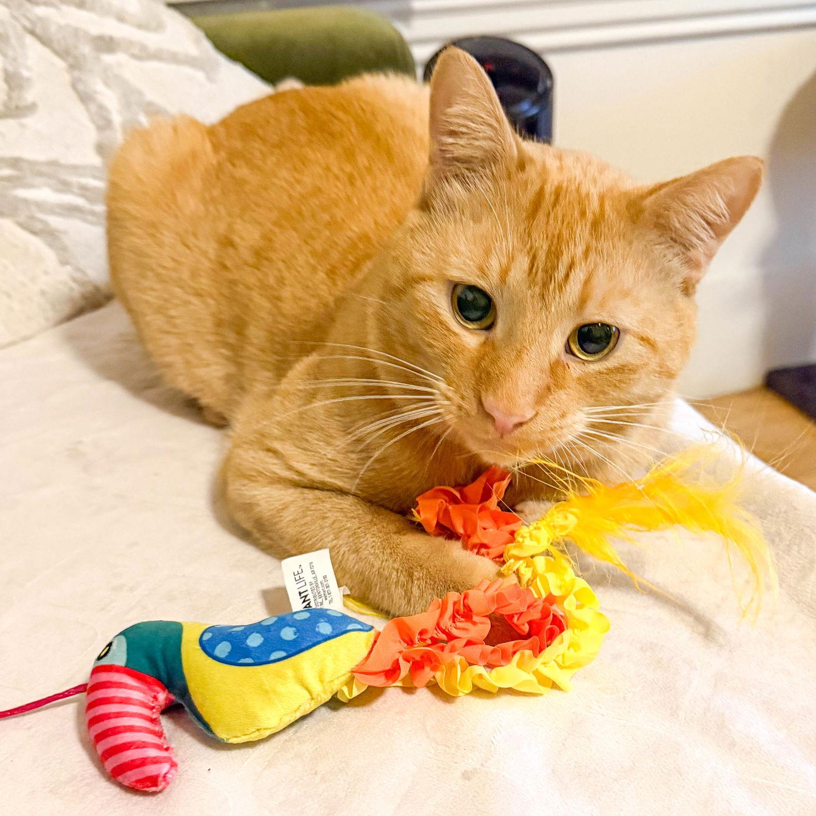 Enlarge Tigger, a Adopted mixed breed in Oakland, CA image 3/3