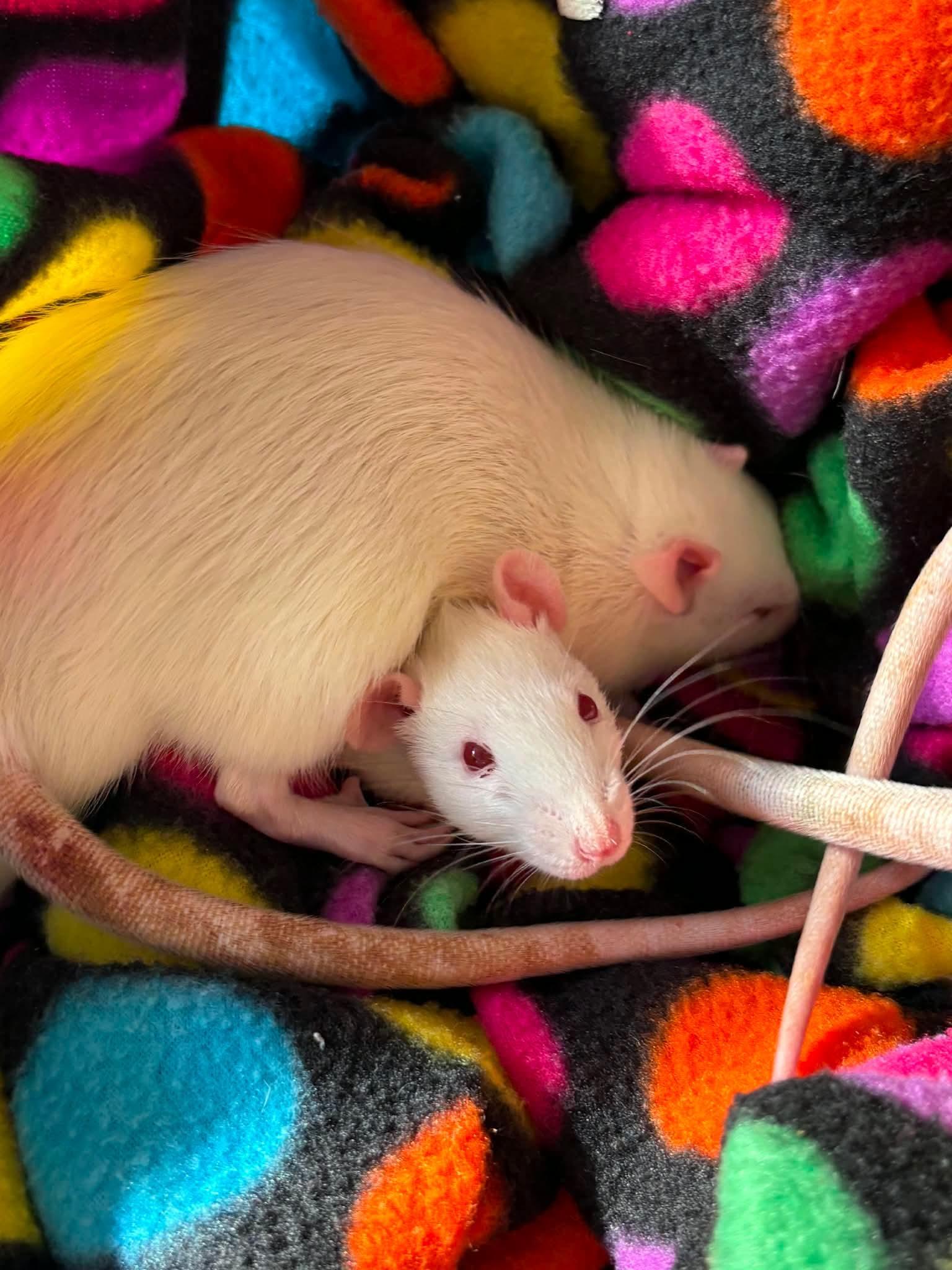 Tofu and Lentil, a ADOPTABLE Rat in Edinburg, PA image 2/5