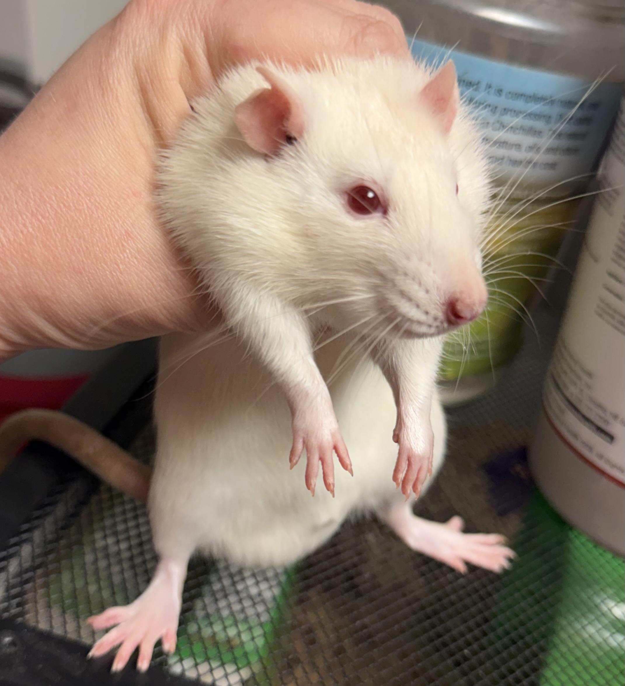 Tofu and Lentil, a ADOPTABLE Rat in Edinburg, PA image 3/5