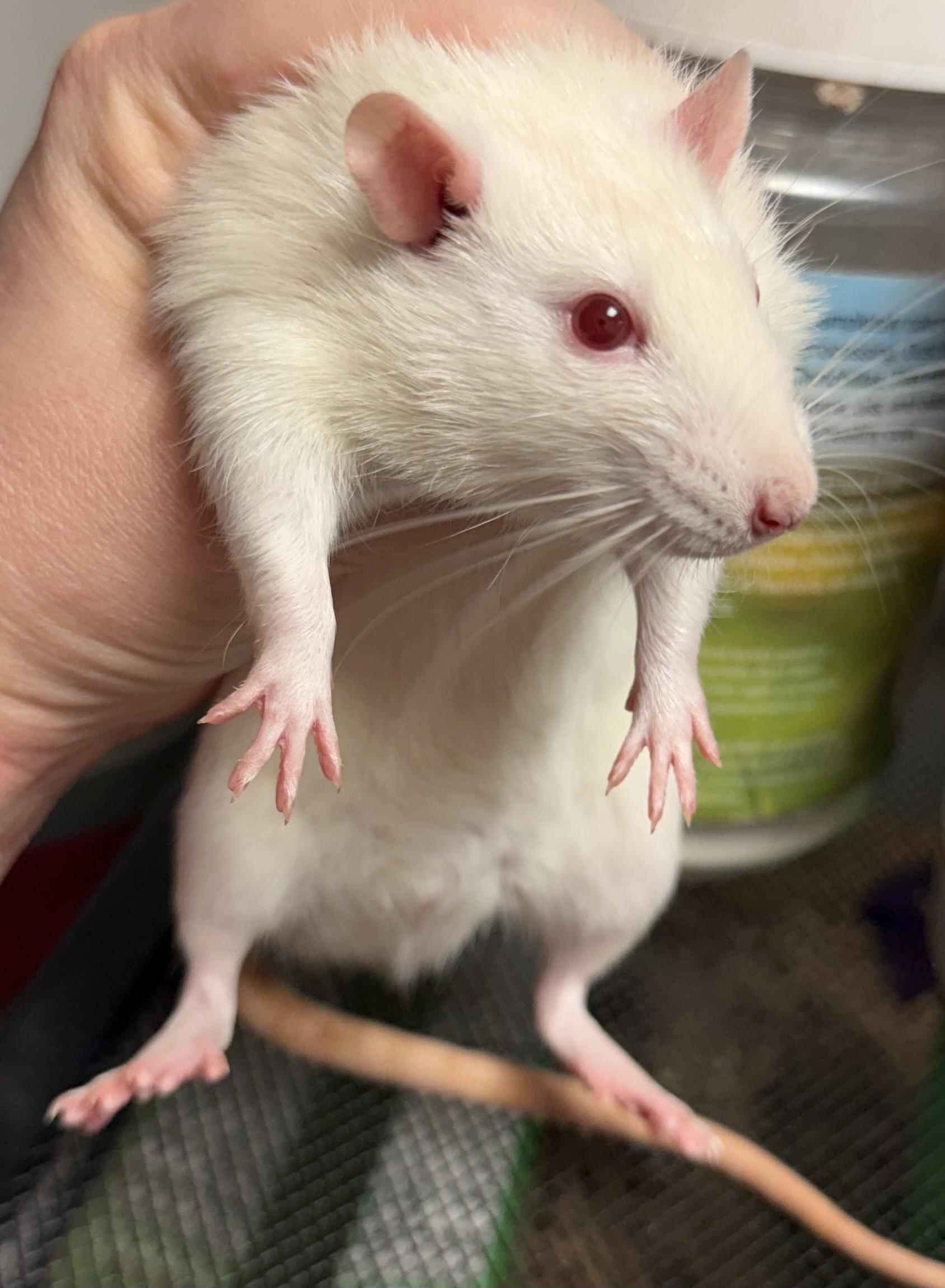 Tofu and Lentil, a ADOPTABLE Rat in Edinburg, PA image 4/5