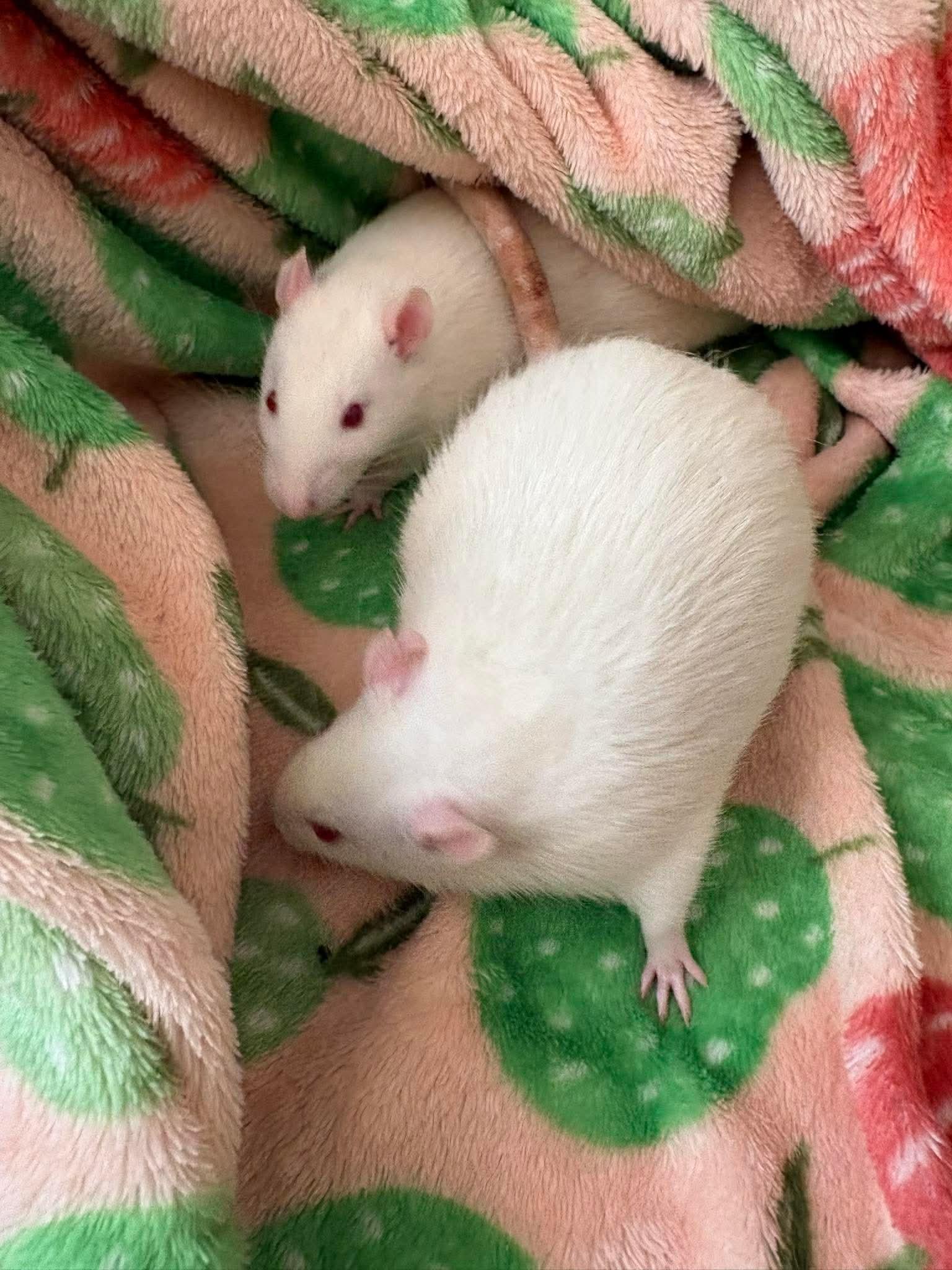 Tofu and Lentil, a ADOPTABLE Rat in Edinburg, PA image 1/5