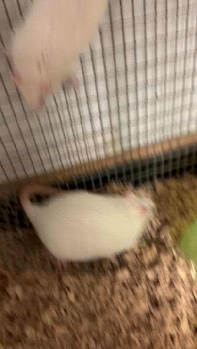Enlarge Tofu and Lentil, a ADOPTABLE Rat in Edinburg, PA video 5/5