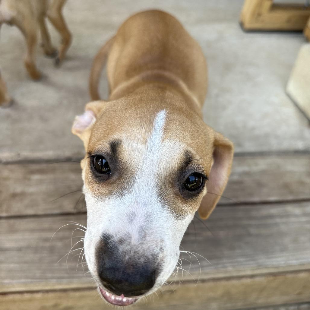 Enlarge Jade, a Adoptable Retriever in San Antonio, TX image 1/4