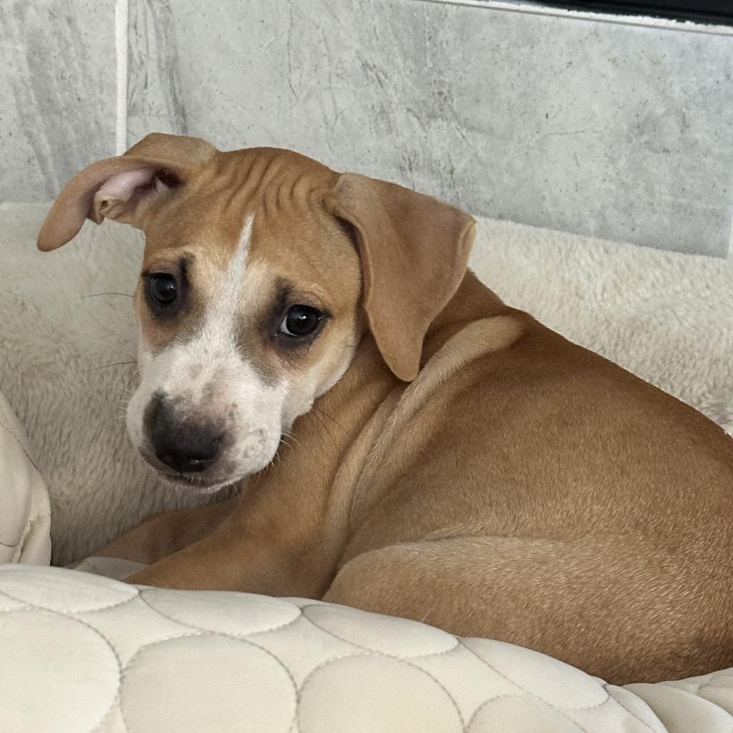 Enlarge Jade, a Adoptable Retriever in San Antonio, TX image 2/4