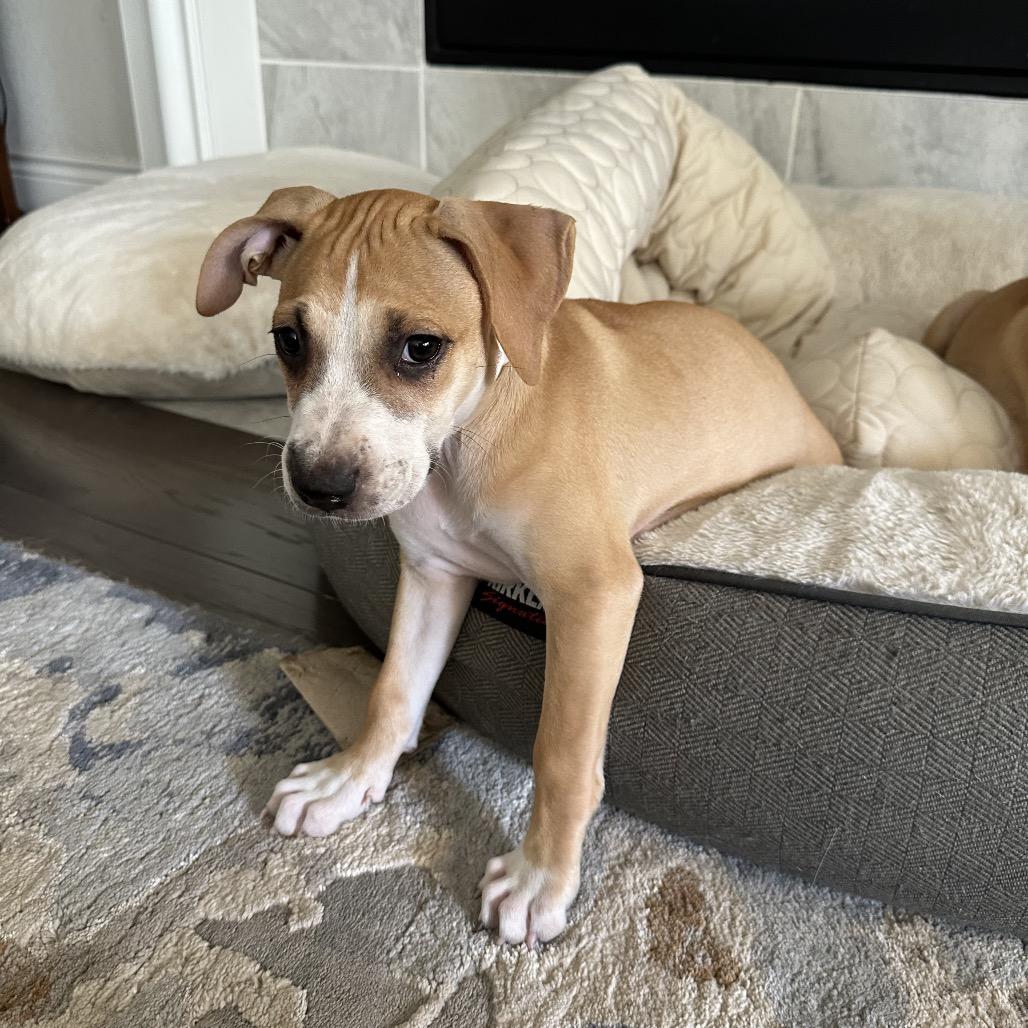 Enlarge Jade, a Adoptable Retriever in San Antonio, TX image 3/4