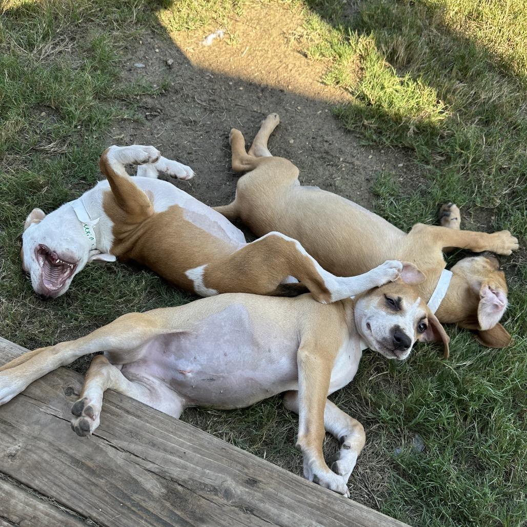 Enlarge Jade, a Adoptable Retriever in San Antonio, TX image 4/4