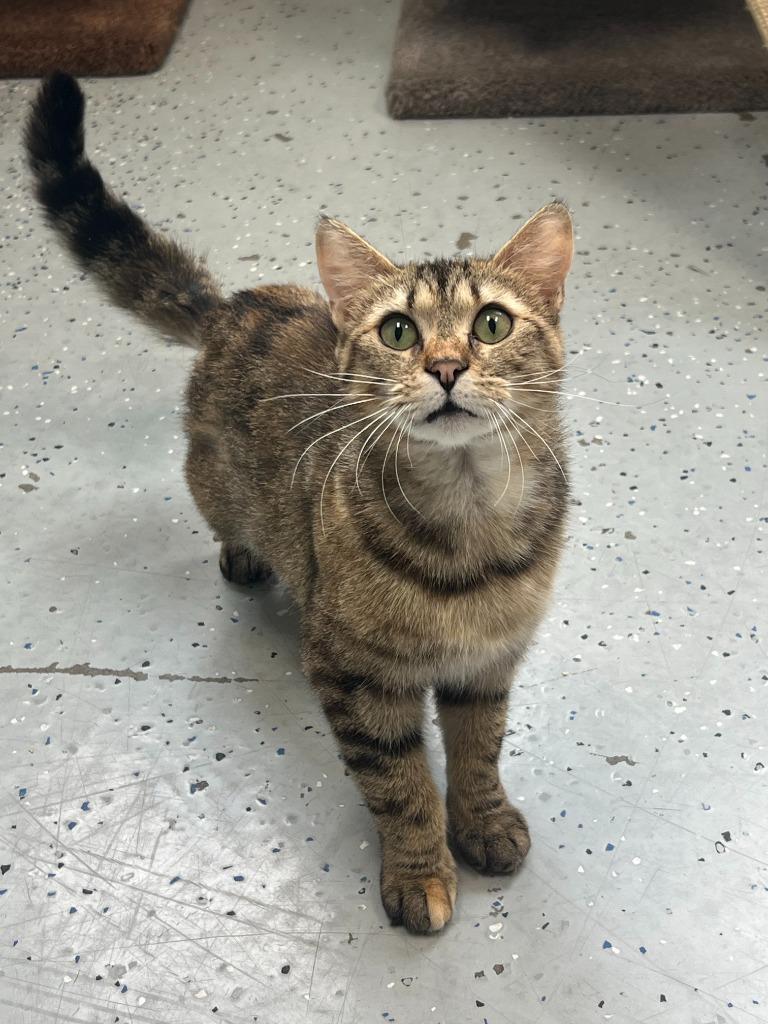 Breadstick, Adoptable, Young Female Domestic Short Hair.