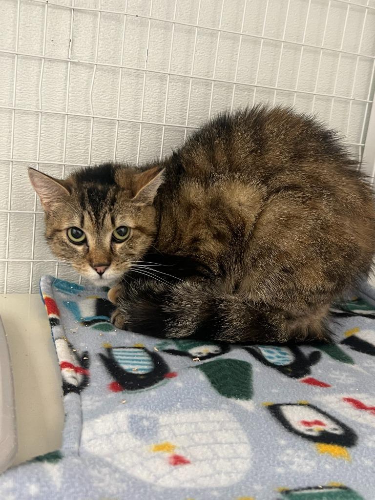 Breadstick, a Adoptable mixed breed in Brookings, OR image 2/2