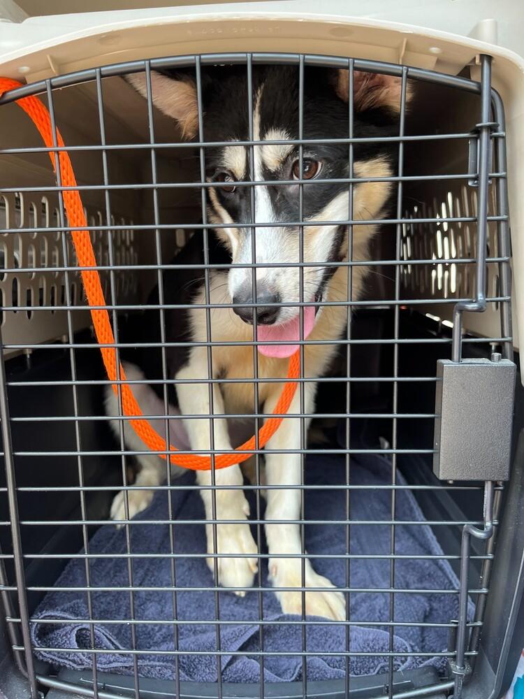 Pickle, Adoptable, Young Female Australian Shepherd & Siberian Husky.