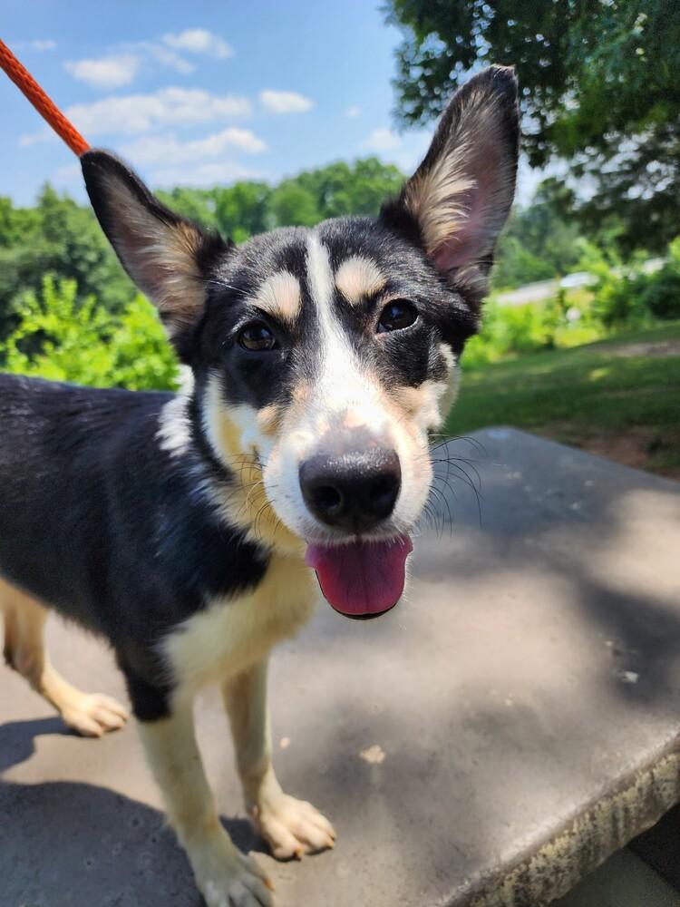Enlarge Pickle, a Adoptable mixed breed in Nokomis, FL image 2/4