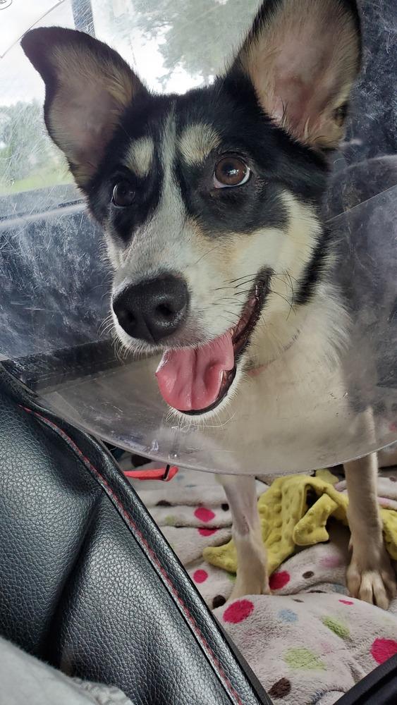 Enlarge Pickle, a Adoptable mixed breed in Nokomis, FL image 3/4