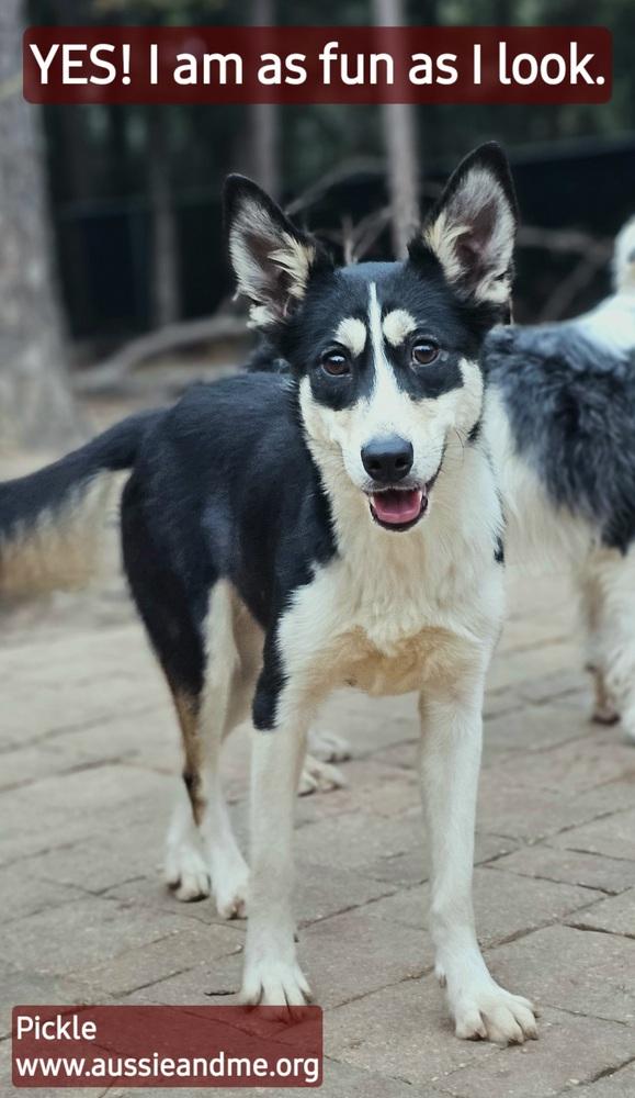 Pickle, Adoptable, Young Female Border Collie & Siberian Husky.