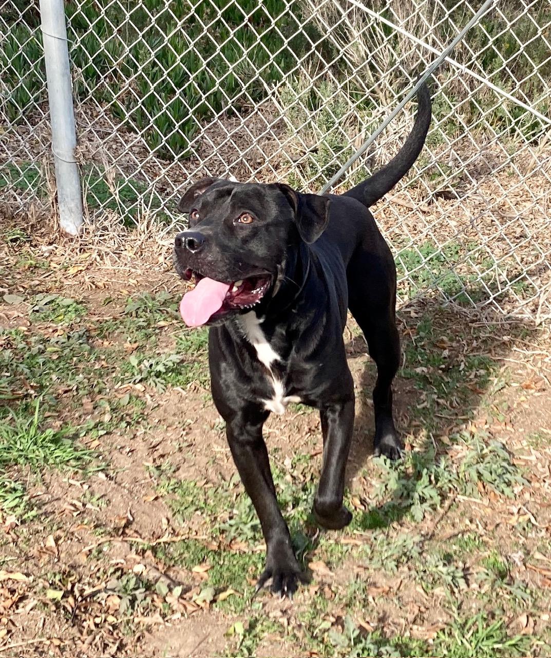 Magellan, a ADOPTABLE mixed breed in Camp Pendleton, CA image 6/6