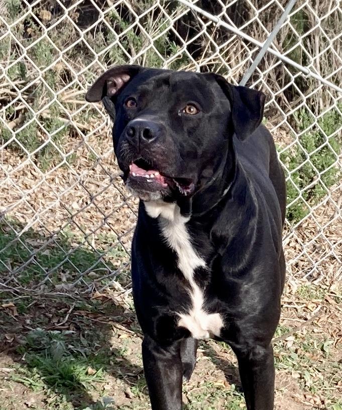 Magellan, a ADOPTABLE mixed breed in Camp Pendleton, CA image 4/6