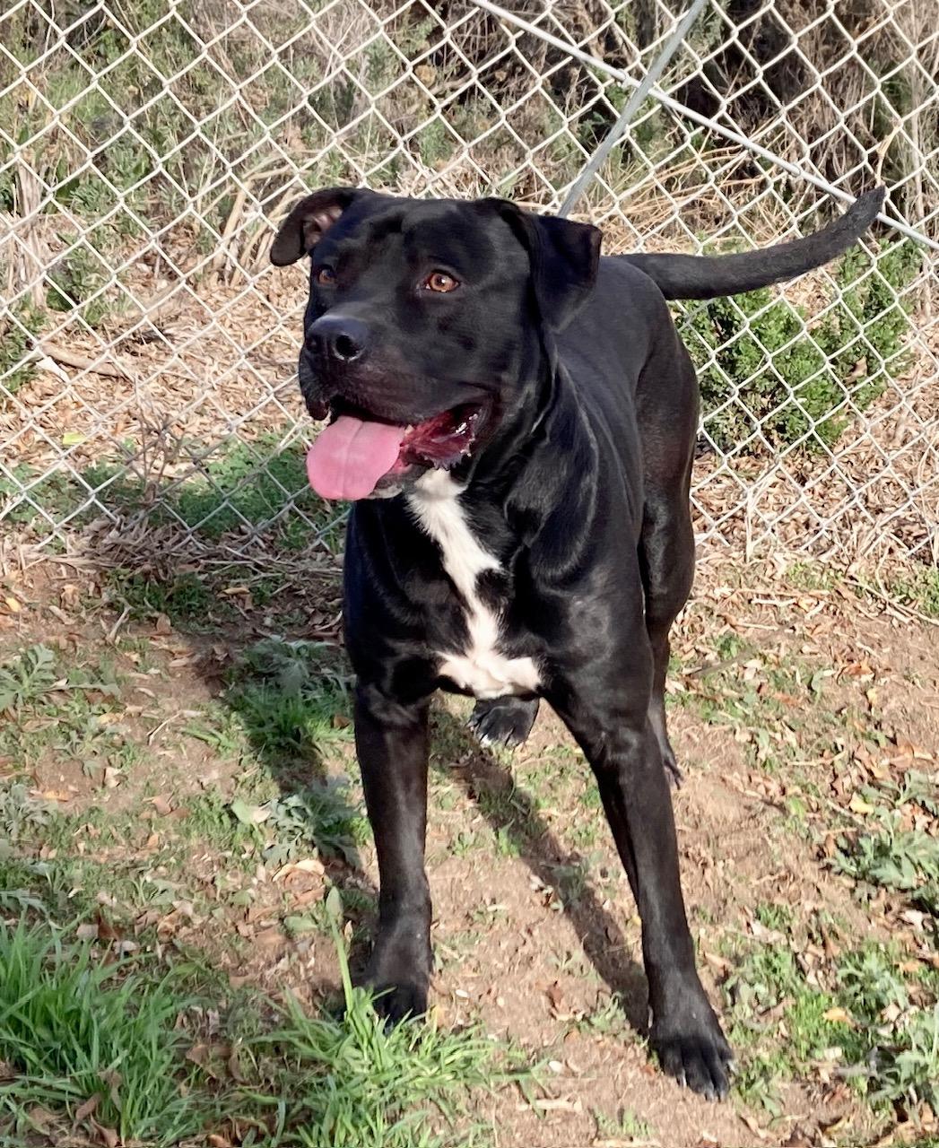 Magellan, a ADOPTABLE mixed breed in Camp Pendleton, CA image 5/6