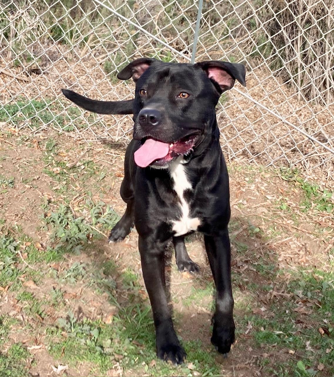 Magellan, a ADOPTABLE mixed breed in Camp Pendleton, CA image 3/6